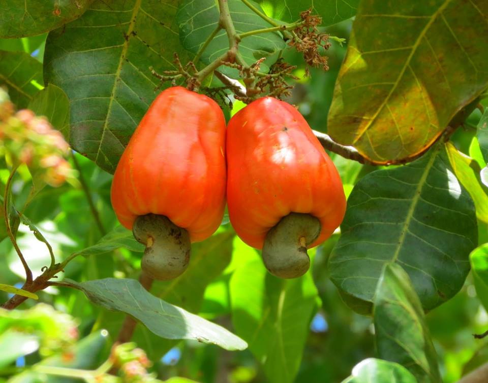 COTE D'IVOIRE- L’ANACARDE DOIT-IL CRAINDRE LE SORT DE SON « FRÈRE » CACAO ?