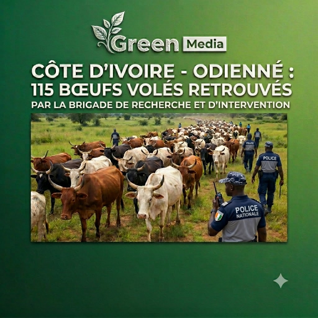 CÔTE D'IVOIRE - 115 BŒUFS VOLÉS RETROUVÉS PAR LA BRIGADE DE RECHERCHE ET D’INTERVENTION D’ODIENNÉ