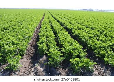 Aérer les sols, booster les rendements : pourquoi la Côte d’Ivoire doit miser sur cette pratique pour garder son rang agricole mondial